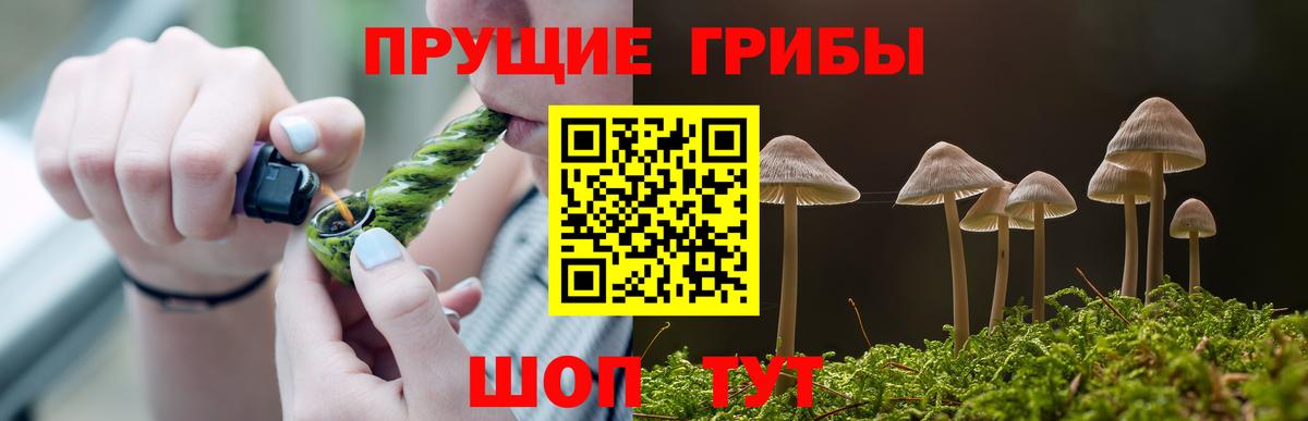 Псилоцибиновые грибы Psilocybe Долгопрудный